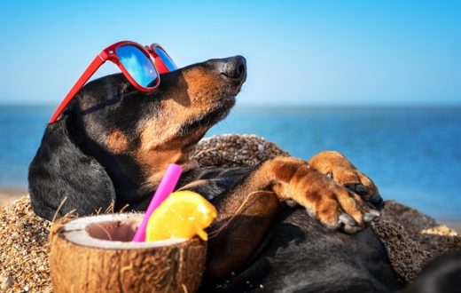 beautiful dog of dachshund, black and tan, buried in the sand at the beach sea on summer vacation holidays, wearing red sunglasses with coconut cocktail