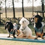recantoshangrila-brotas-pets-shangrila-petfriendly-card