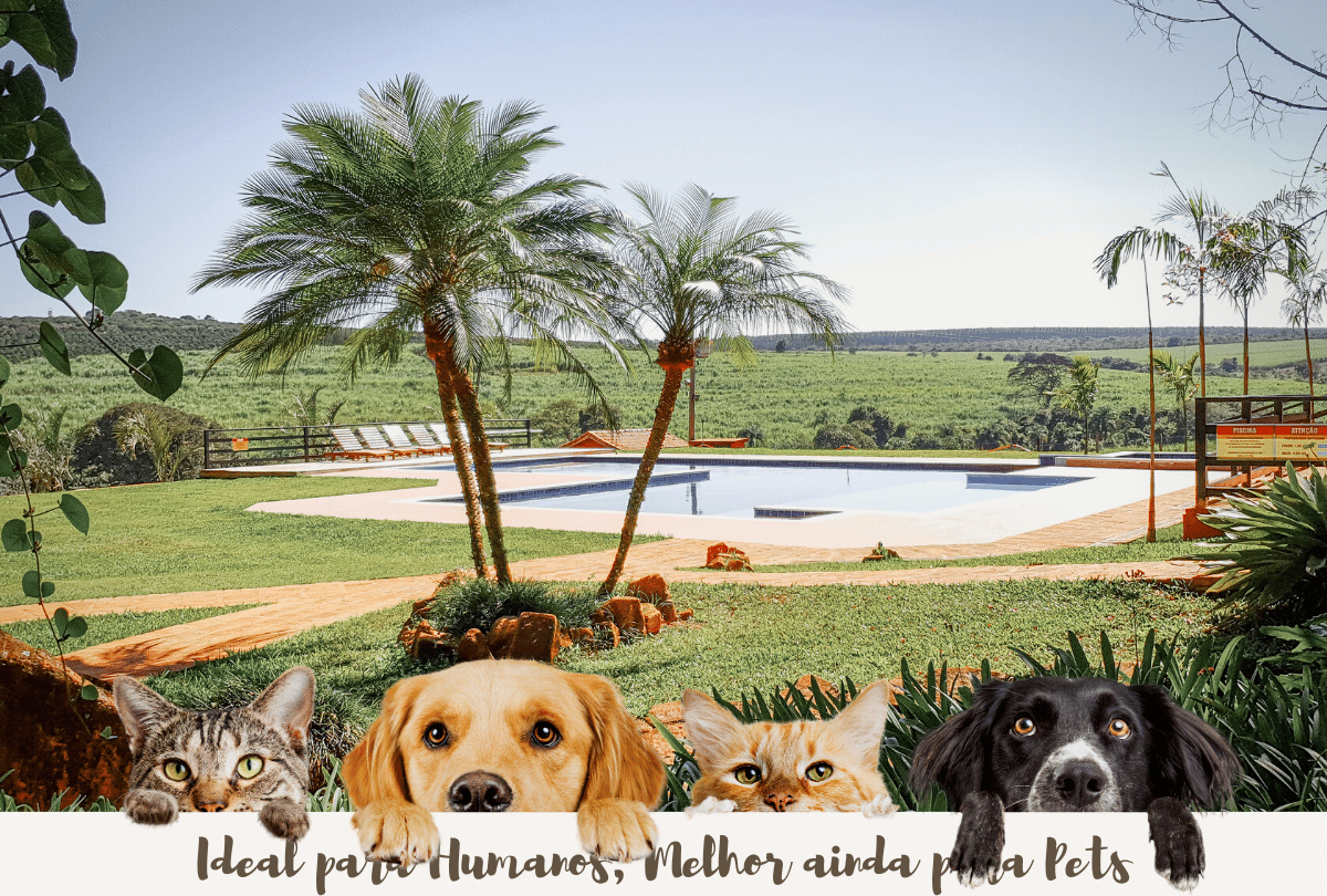 dog-hotelfazenda-recanto-shangrila-brotas-pet-pets-piscina-natureza